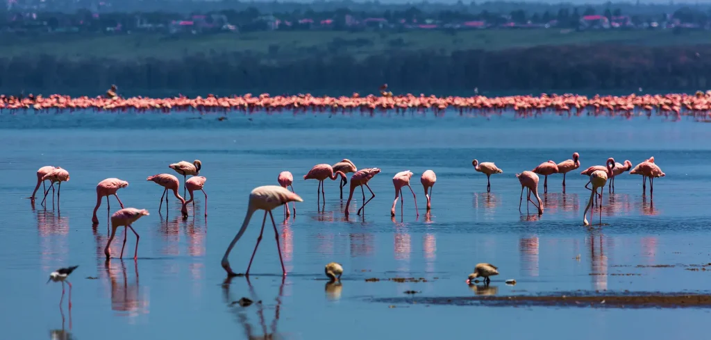 Lake Nakuru National Park