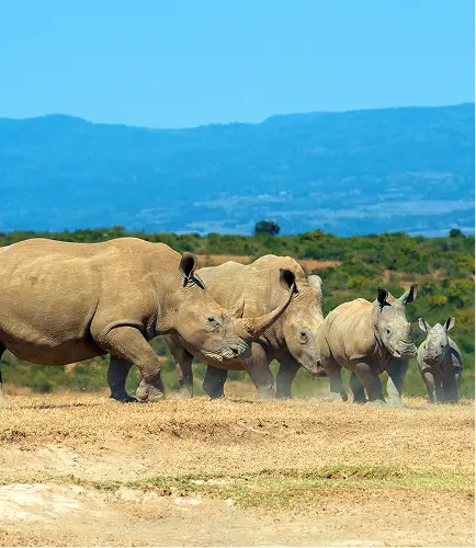 Lake Nakuru National Park gallery image