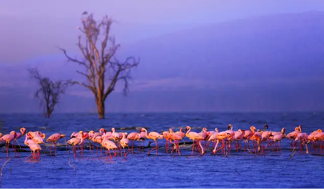 Birdlife