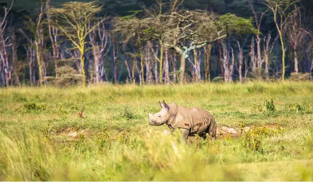 Rhino Conservation