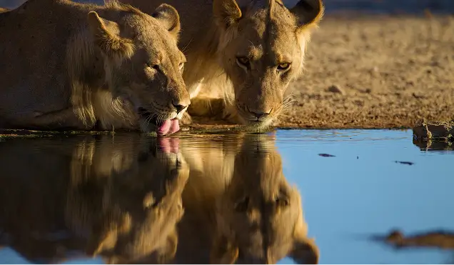 Other Wildlife