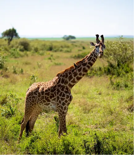 Samburu National Reserve gallery image