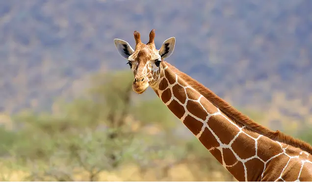 The Samburu Special Five