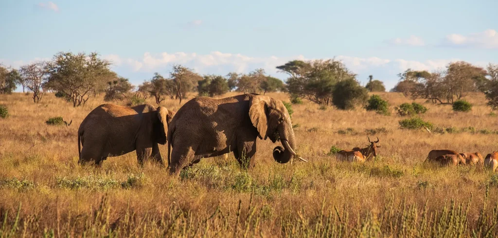 Tsavo National Parks