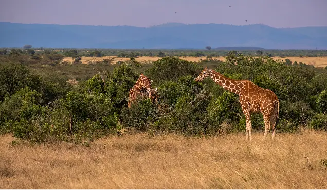 Tsavo East