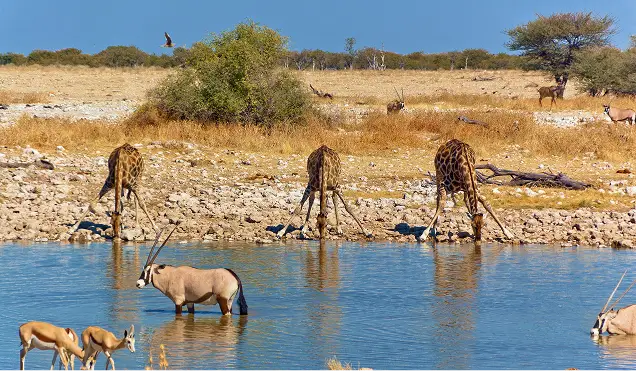 Wildlife