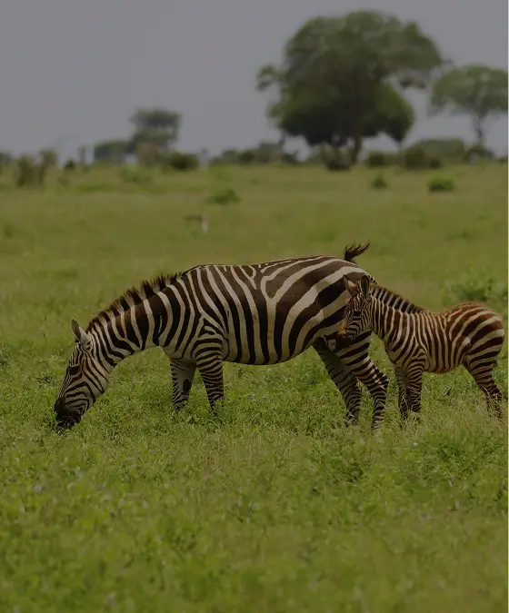 Amboseli Luxury Escape