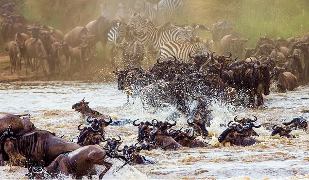 The Great Migration